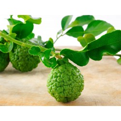 Kaffir Lime - seeds