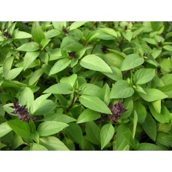 Sweet Thai Basil - seeds