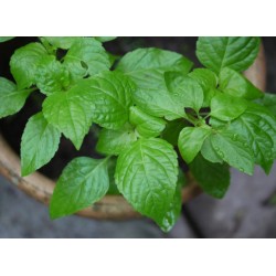 Tree Basil - seeds