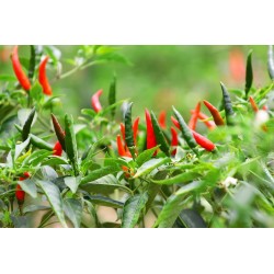 Bird Chilli - seeds