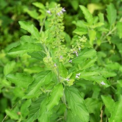 Holy Basil - seeds