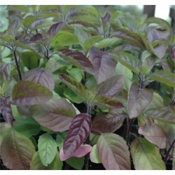 Holy Basil Red - seeds