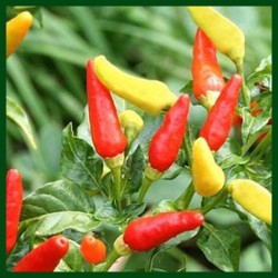Chilli pepper Wiang Ping -...