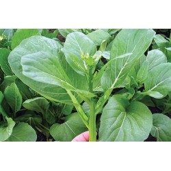 Pak Choy Sum - seeds